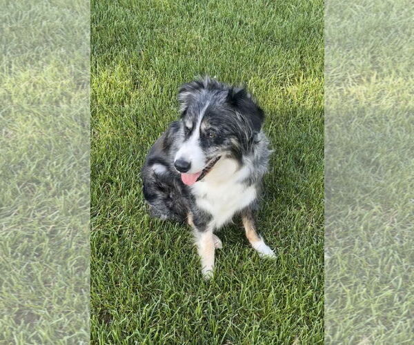 Medium Photo #4 Australian Shepherd-Unknown Mix Puppy For Sale in Princeton, MN, USA