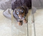 Small Photo #7 Dachshund Puppy For Sale in HUNTINGTON BEACH, CA, USA