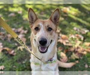 Siberian Husky-Unknown Mix Dogs for adoption in Ojai, CA, USA