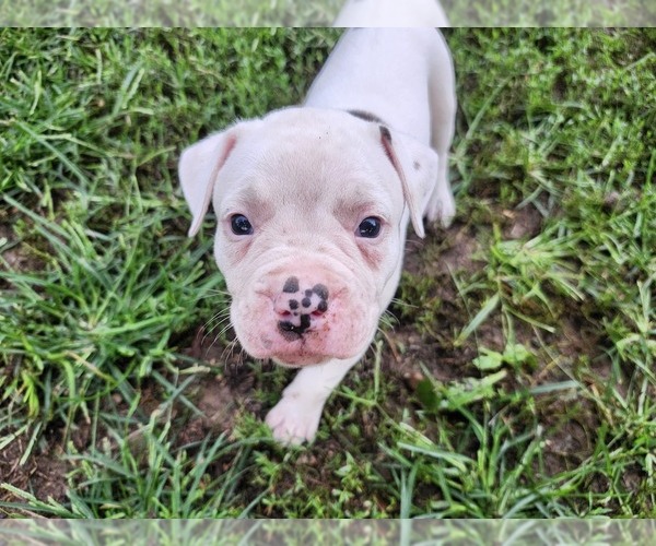 Medium Photo #4 American Bulldog Puppy For Sale in CASSOPOLIS, MI, USA