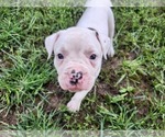 Small #3 American Bulldog