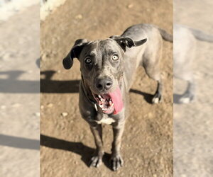BLING - Male Great Dane Dog for Adoption - Photo #2