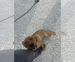 Small Photo #1 Labrador Retriever Puppy For Sale in DONNELLSON, IA, USA