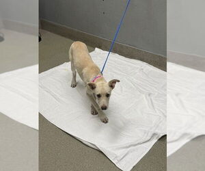 Labrador Retriever-Unknown Mix Dogs for adoption in Las Vegas, NV, USA