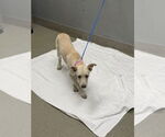 Small Labrador Retriever Mix