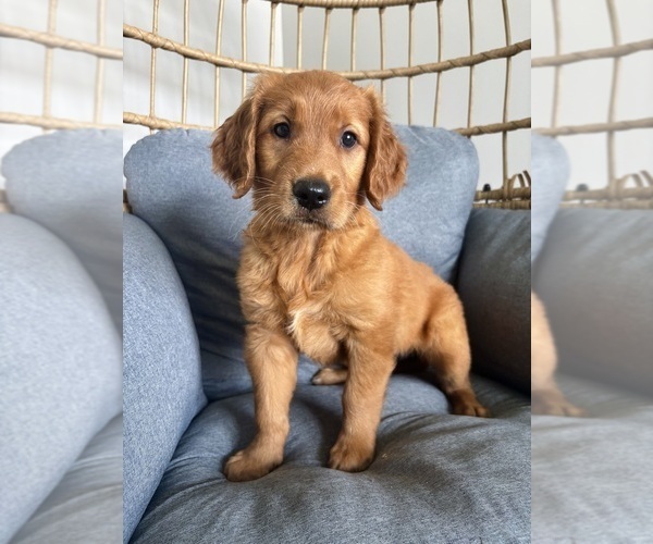 Medium Photo #2 Golden Retriever Puppy For Sale in INDIANAPOLIS, IN, USA
