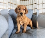 Small Photo #2 Golden Retriever Puppy For Sale in INDIANAPOLIS, IN, USA