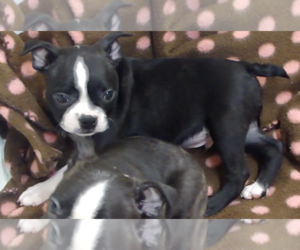 Boston Terrier Puppy for Sale in BEND, Oregon USA