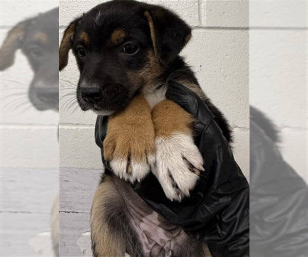 Medium Photo #1 German Shepherd Dog Puppy For Sale in San Bernardino, CA, USA