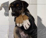 Small German Shepherd Dog