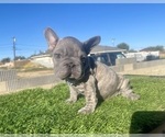 Small #1 French Bulldog