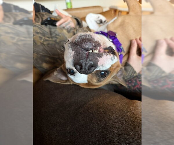 Medium Photo #17 Mutt Puppy For Sale in Crete, IL, USA