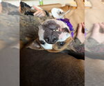 Small Photo #17 Mutt Puppy For Sale in Crete, IL, USA