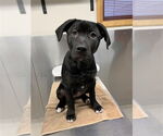 Small Labrador Retriever Mix