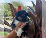 Small Photo #5 Australian Shepherd Puppy For Sale in GIBSONTON, FL, USA