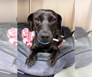 Dachshund-Unknown Mix Dogs for adoption in Naples, FL, USA