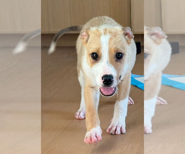 Medium Photo #3 Labrador Retriever-Unknown Mix Puppy For Sale in Dana Point, CA, USA