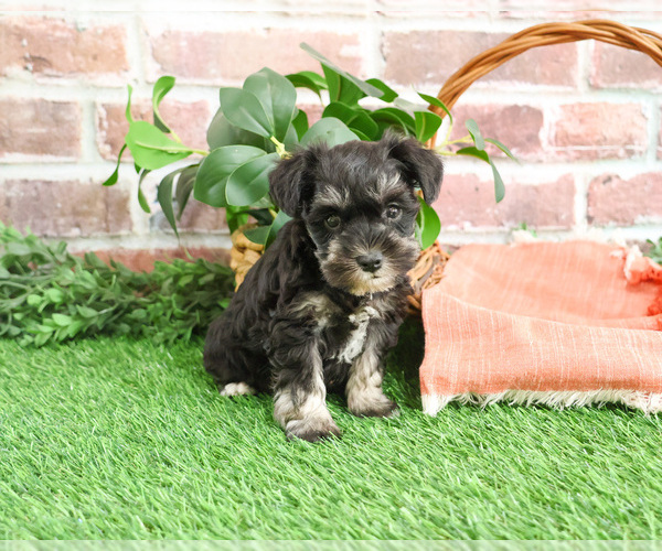Medium Photo #4 Schnauzer (Miniature) Puppy For Sale in SYRACUSE, IN, USA