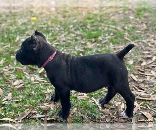 Medium Photo #3 Cane Corso Puppy For Sale in DELAWARE, OH, USA