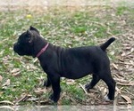 Small #2 Cane Corso
