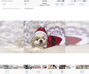 Pekingese Puppy for sale in MESQUITE, TX, USA