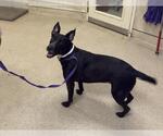 KAT KAT - Female Mutt Dog for Adoption - Small photo