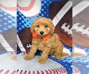 Goldendoodle-Poodle (Miniature) Mix Puppy for sale in KIRKWOOD, PA, USA