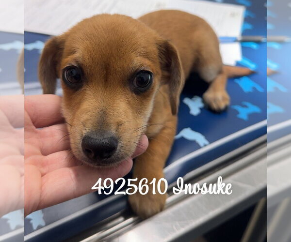 Medium Photo #1 Chihuahua-Unknown Mix Puppy For Sale in Chico, CA, USA