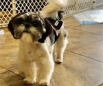 Small Photo #9 Shih Tzu Puppy For Sale in GOODYEAR, AZ, USA
