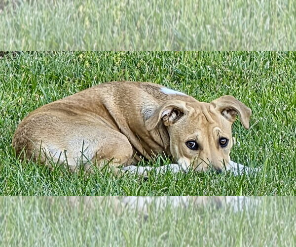 Medium Photo #7 Labrador Retriever-Unknown Mix Puppy For Sale in Jefferson, NJ, USA