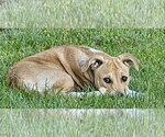 Small #6 Labrador Retriever Mix