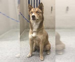 Siberian Husky Dogs for adoption in Conroe, TX, USA