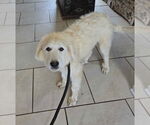 Small #4 Great Pyrenees