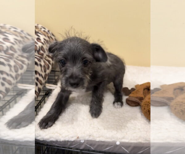 Medium Photo #3 Chihuahua-Unknown Mix Puppy For Sale in Royal Palm Beach, FL, USA