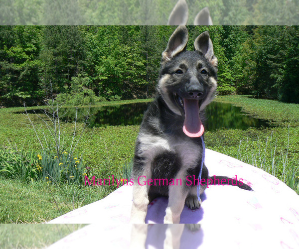 Medium Photo #6 German Shepherd Dog Puppy For Sale in PIEDMONT, MO, USA