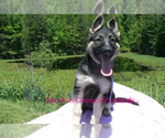 Small #5 German Shepherd Dog