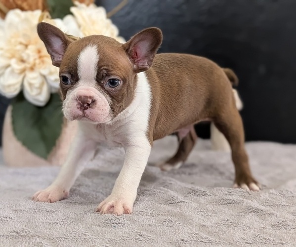 Medium Photo #3 Boston Terrier Puppy For Sale in GOSHEN, IN, USA