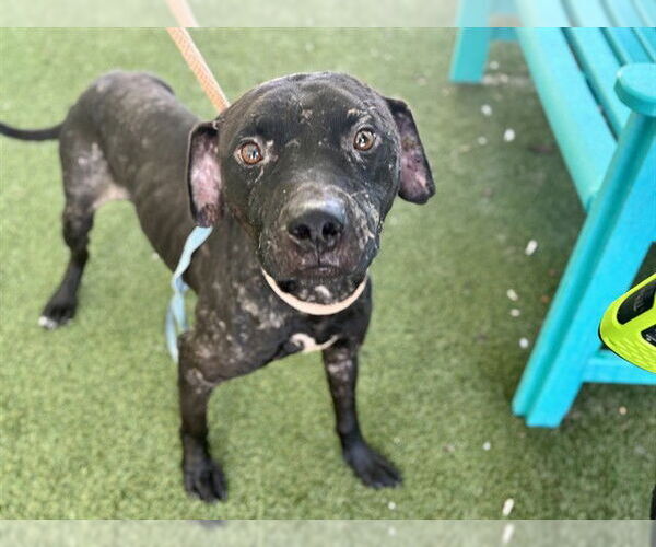 Medium Photo #1 Labrador Retriever Puppy For Sale in Tavares, FL, USA