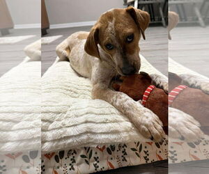 Beagle-Red Heeler Mix Dogs for adoption in Columbus, IN, USA