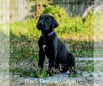 Puppy Black purple Great Dane