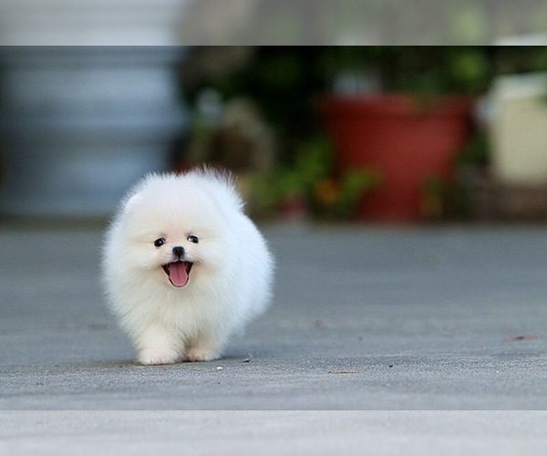Medium Photo #6 Pomeranian Puppy For Sale in CINCINNATI, OH, USA