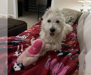 Mutt Dogs for adoption in New Oxford , PA, USA