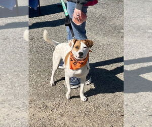 Mutt Dogs for adoption in Mooresville, NC, USA
