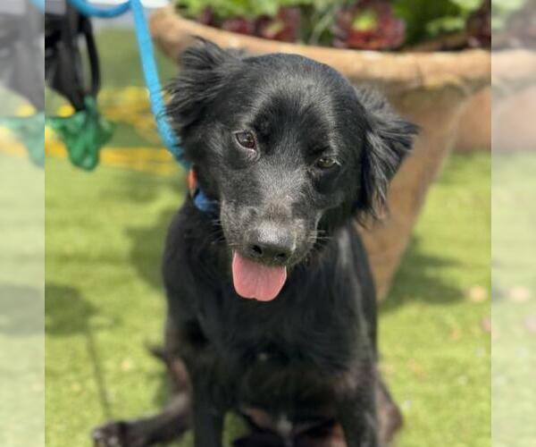 Medium Photo #2 Labrador Retriever-Spaniel Mix Puppy For Sale in San Diego, CA, USA