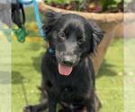 Small #1 Labrador Retriever-Spaniel Mix