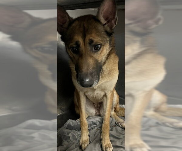 Medium Photo #1 Mutt Puppy For Sale in Downey, CA, USA