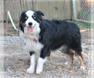 Father of the Australian Shepherd puppies born on 04/11/2022