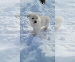 Small Photo #3 German Shepherd Dog-Siberian Husky Mix Puppy For Sale in BETHEL, MN, USA