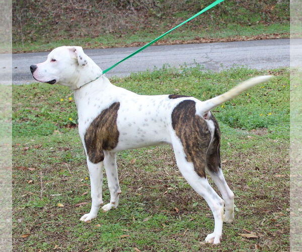 Medium Photo #2 American Bulldog-Unknown Mix Puppy For Sale in Prattville, AL, USA