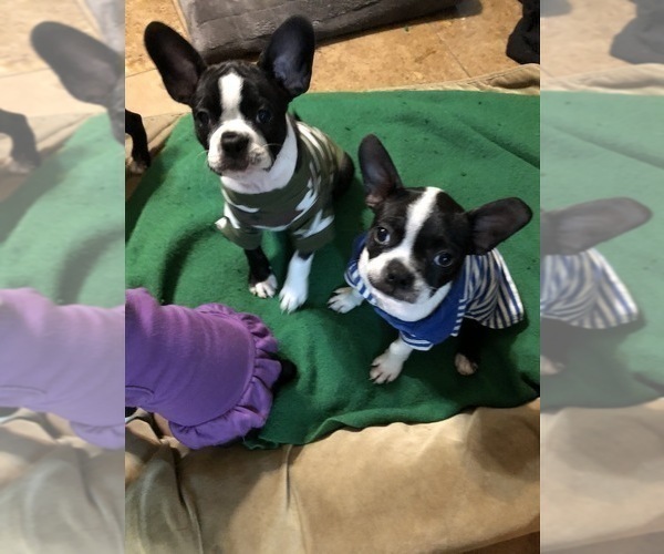 Medium Photo #6 Boston Terrier Puppy For Sale in IMPERIAL BCH, CA, USA